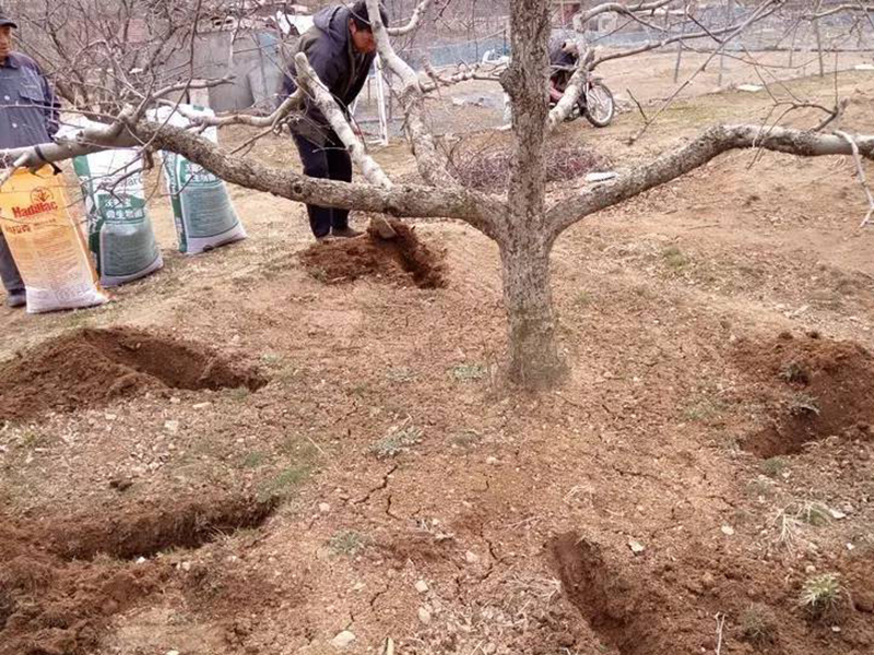 肥料養(yǎng)分含量檢測(cè)儀為蘋果挑選合適肥料 肥料養(yǎng)分含量檢測(cè)儀為蘋果挑選合適肥料