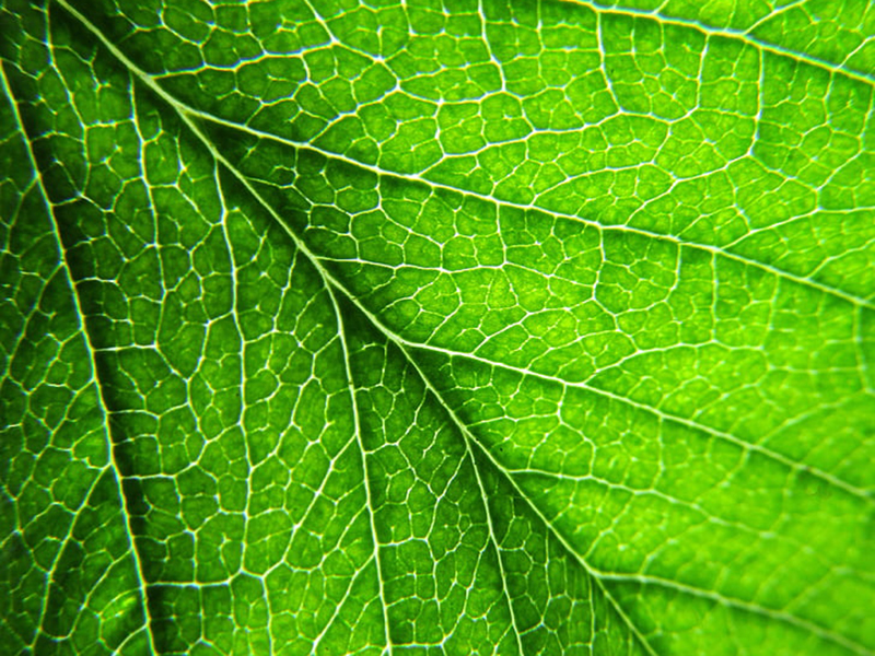 葉綠素含量測量儀為指導農戶合理施肥 葉綠素含量測量儀為指導農戶合理施肥