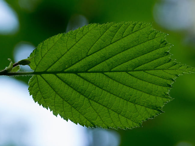 葉綠素儀可廣泛用于農(nóng)林植物和科研的生產(chǎn)指導(dǎo) 葉綠素儀可廣泛用于農(nóng)林植物和科研的生產(chǎn)指導(dǎo)
