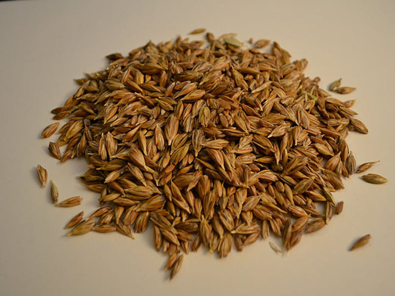 黃曲霉毒素定量檢測儀快速定量檢測糧食安全！