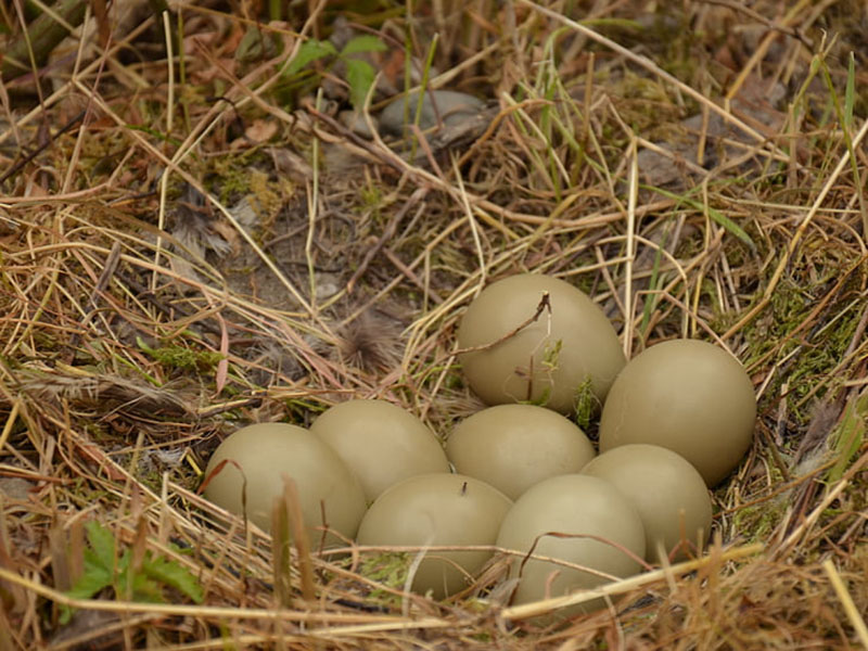雞蛋藥物殘留檢測儀可測定雞蛋中青霉素含量 雞蛋藥物殘留檢測儀可測定雞蛋中青霉素含量