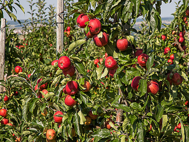 高智能土壤養(yǎng)分檢測儀輔助果園管理 高智能土壤養(yǎng)分檢測儀輔助果園管理