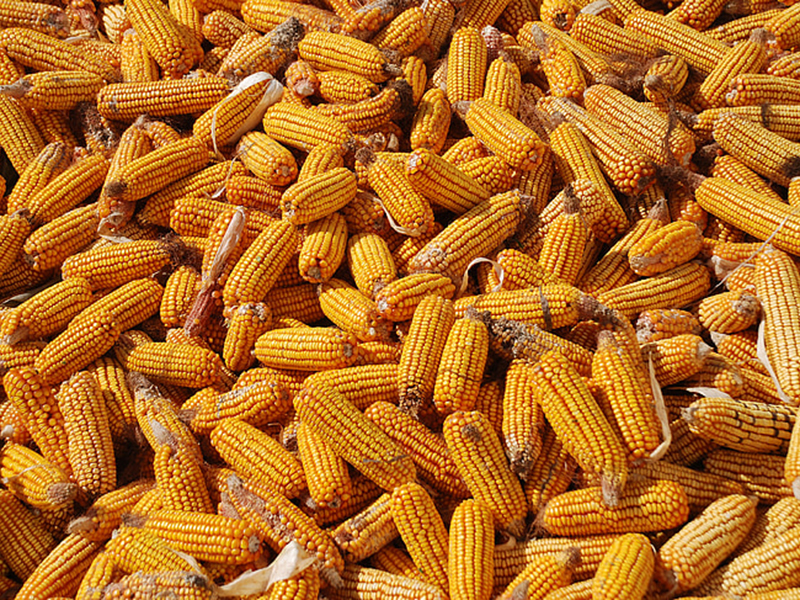 玉米赤霉烯酮的危害 玉米赤霉烯酮的危害