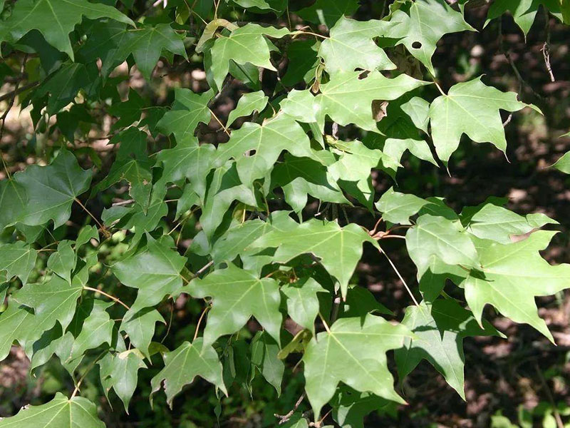 植物葉綠素測定儀，為植物健康做檢查