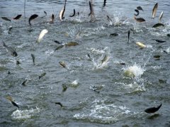 水產(chǎn)養(yǎng)殖水質(zhì)檢測儀，為漁業(yè)提供有效地水質(zhì)分析