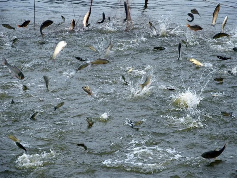 水產(chǎn)養(yǎng)殖水質(zhì)檢測(cè)儀 水產(chǎn)養(yǎng)殖水質(zhì)檢測(cè)儀