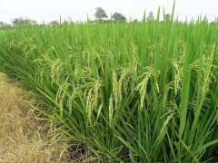 糧食重金屬快速檢測儀，為糧食安全提供保障