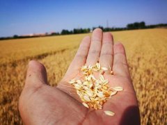 糧食水分測量儀，為小麥提供合理存儲時(shí)間