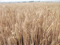 小麥黃曲霉素檢測儀，可為小麥健康助力