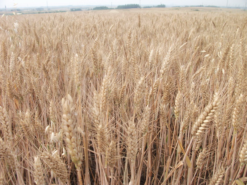 小麥黃曲霉素檢測儀,可為小麥健康助力 小麥黃曲霉素檢測儀,可為小麥健康助力